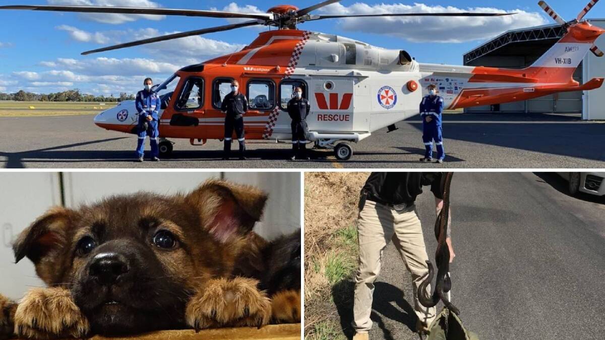 THE WEEK IN VIDEOS: Helicopters in the sky, police dogs on the ground and fighting snakes in the bush. THE WEEK IN VIDEOS: Helicopters in the sky, police dogs on the ground and fighting snakes in the bush.