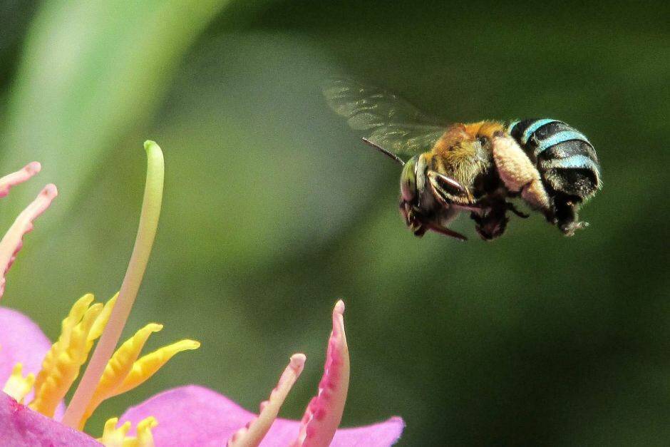 A blue-banded bee at work in the garden. Photo supplied
