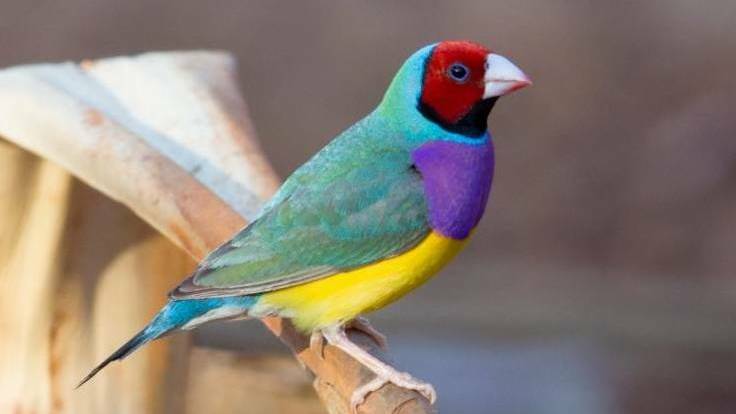 The threatened Gouldian finch is known to inhabit some of the proposed gas exploration areas in the Beetaloo basin of the NT.
