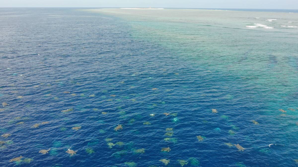 Thousands of turtles on Raine Island. Photo: Great Barrier Reef Foundation and Queensland Government