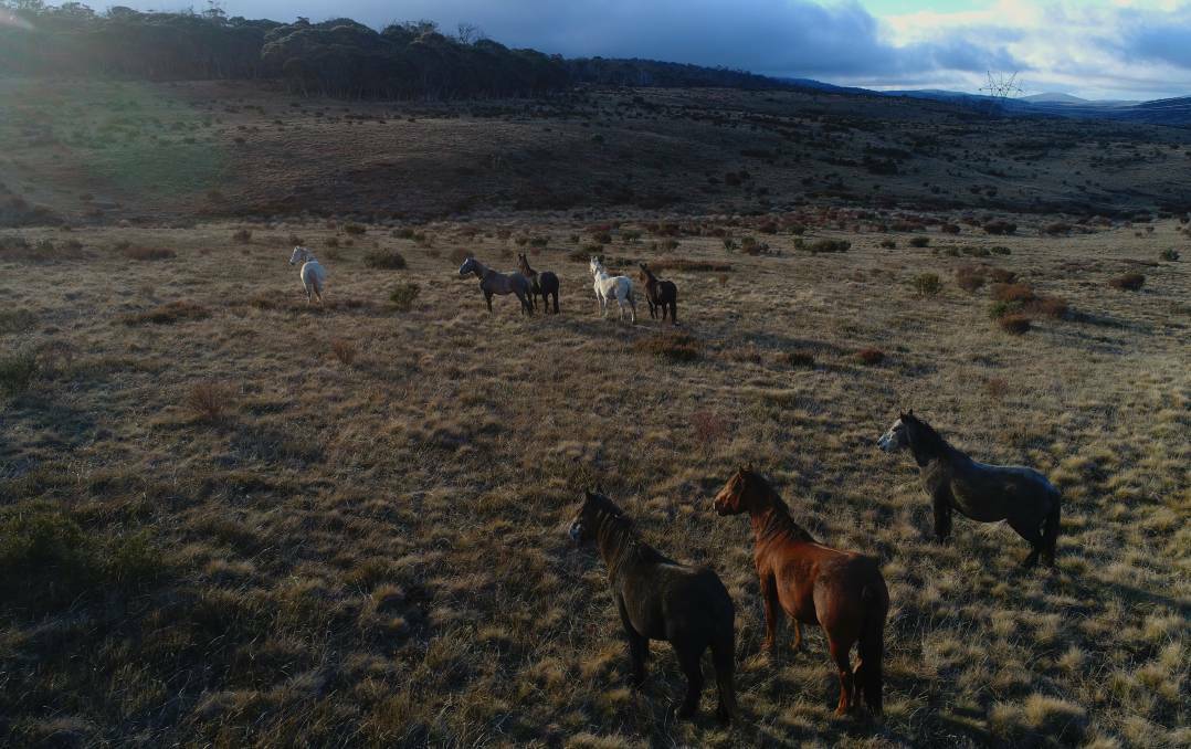 Brumbies in the high grasslands near Kiandra in the Snowy Mountains. Picture: Fairfax 