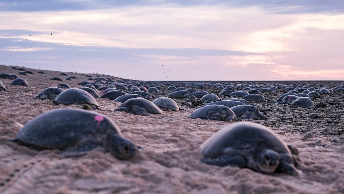 Turtles nesting on Raine Island. Photo: Christian Miller