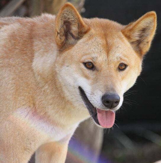 BAIT CONCERNS: A reader fears wild dog baiting will kill off native dingoes.