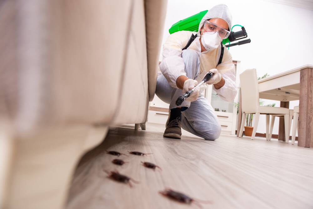 A Seasonal guide to staying on top of pest control
