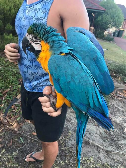 $8000 pet macaw rescued from South Coast treetop
