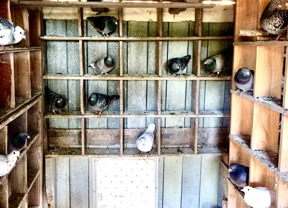 Mr Hoyer has about 150 race and stock birds in the lofts of his south Tilba property. Birds sleep in separate compartments which reduces pecking for status which occurs on perches.