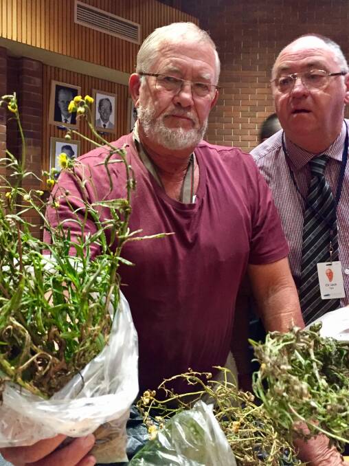 FIERY FARMER: Tilba farmer Ron Snape shows aphid-ridden fireweed to Jack Tait, after he asked councillors to help him get the bugs studied further, on Tuesday,