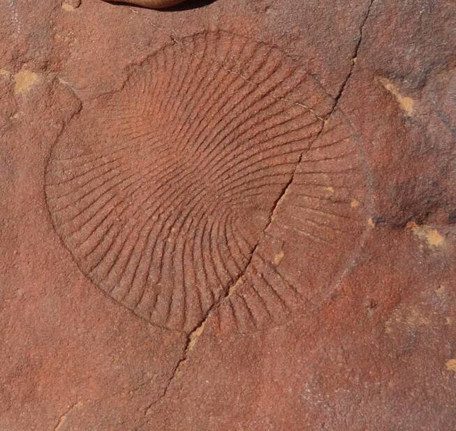 A perfect imprint of the earliest animal on earth; the segmented matworm 'Dickinsonia' could grow over a metre across.
