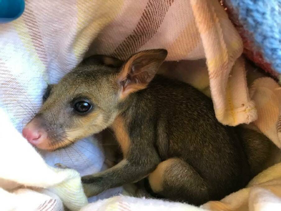 ROAD TO RECOVERY: 'Banshee' the brushtail as a small joey. She has been nursed back to health thanks WIRES Mid South Coast.
