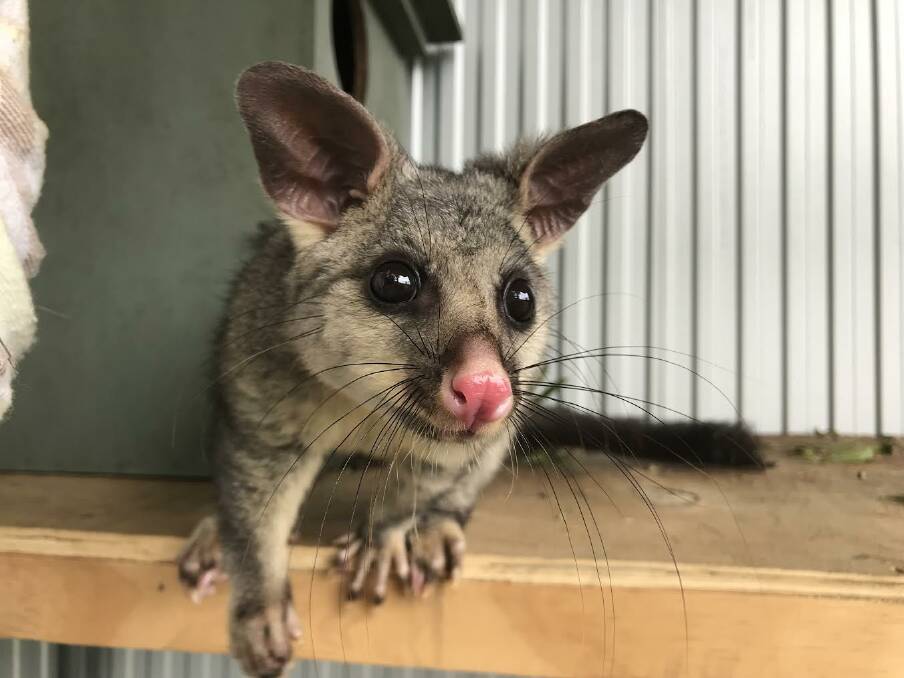 WILD RETURN: 'Banshee' the brushtail possum is ready for her return to wild after being in the care of WIRES Mid South Coast for almost six months. Photo- Sandy Collins.
