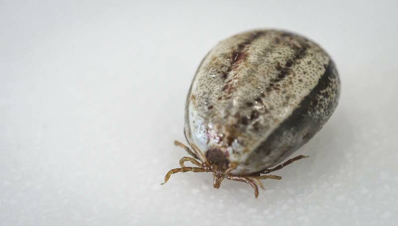 TICKING TIME BOMB: Eurobodalla vets and animal welfare groups are warning pet owners to be vigilant this deadly tick season.