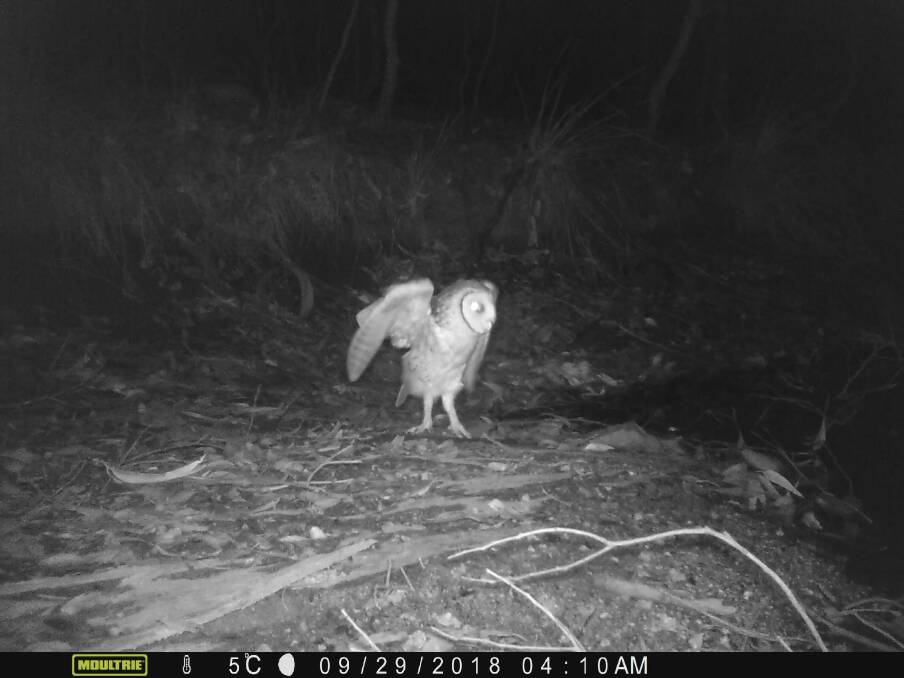 OWL SIGHTING: An opponent of logging underway at Corunna Forest has raised concerns over habitat protection after a vulnerable masked owl was sighted in the vicinity at the weekend.