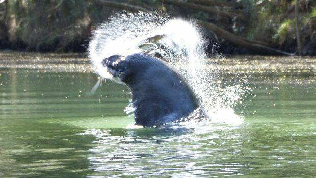 Phil Byrne of Florey was shocked to see a large seal surface with a fish while he was kayaking on the Tuross River. Photo: Phil Byrne