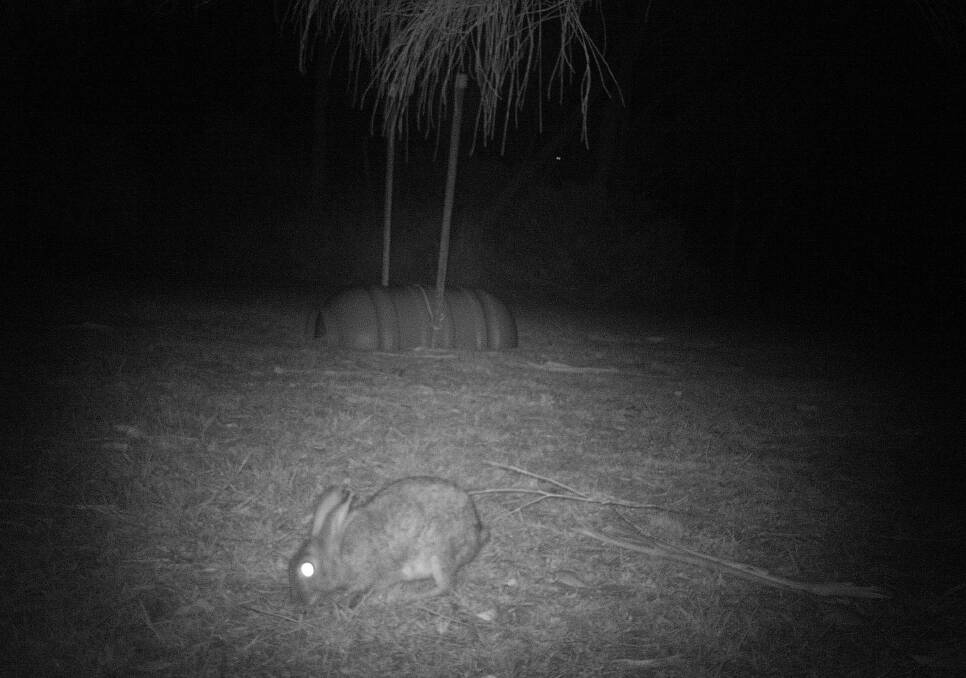 RABBIT CONTROL BEGINS: Eurobodalla Shire Council monitors potential rabbit baiting sites with an infrared camera to first check for native animal activity