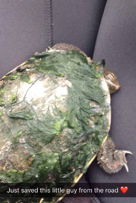 SAFE AND SOUND: An Eastern long-necked turtle shortly after it was rescued from a Batemans Bay roadway on Saturday.