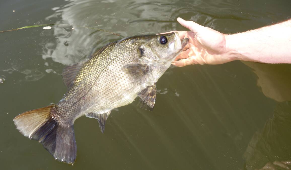 BREEDING SEASON: The annual fishing closure for Australian Bass and Estuary Perch in all rivers and estuaries in NSW starts on May 1 and runs through to August 31 to allow for breeding season.