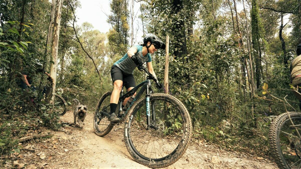 Work begins next week to develop 155 kilometres of mountain bike trail through Mogo State Forest and Deep Creek Dam. Picture supplied. 