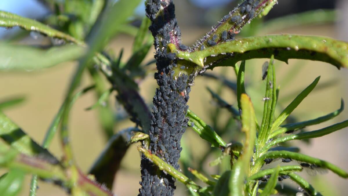 Photos of the fireweed-eating aphids at Tilba