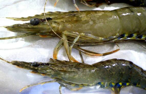 Prawns with White Spot Disease lesions. Photos courtesy of Queensland Department of Agriculture and Fisheries 