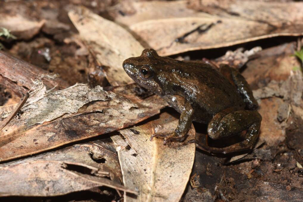 MYSTERY FROG: A Common Eastern Froglet (Crinia signifera), which was the species recorded calling at Mystery Bay. Photo credit Australian Museum