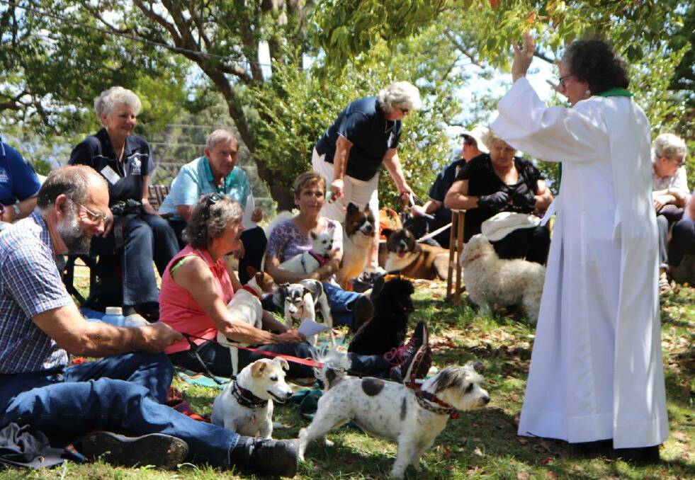 The animals being blessed. Photos by Rosy Williams