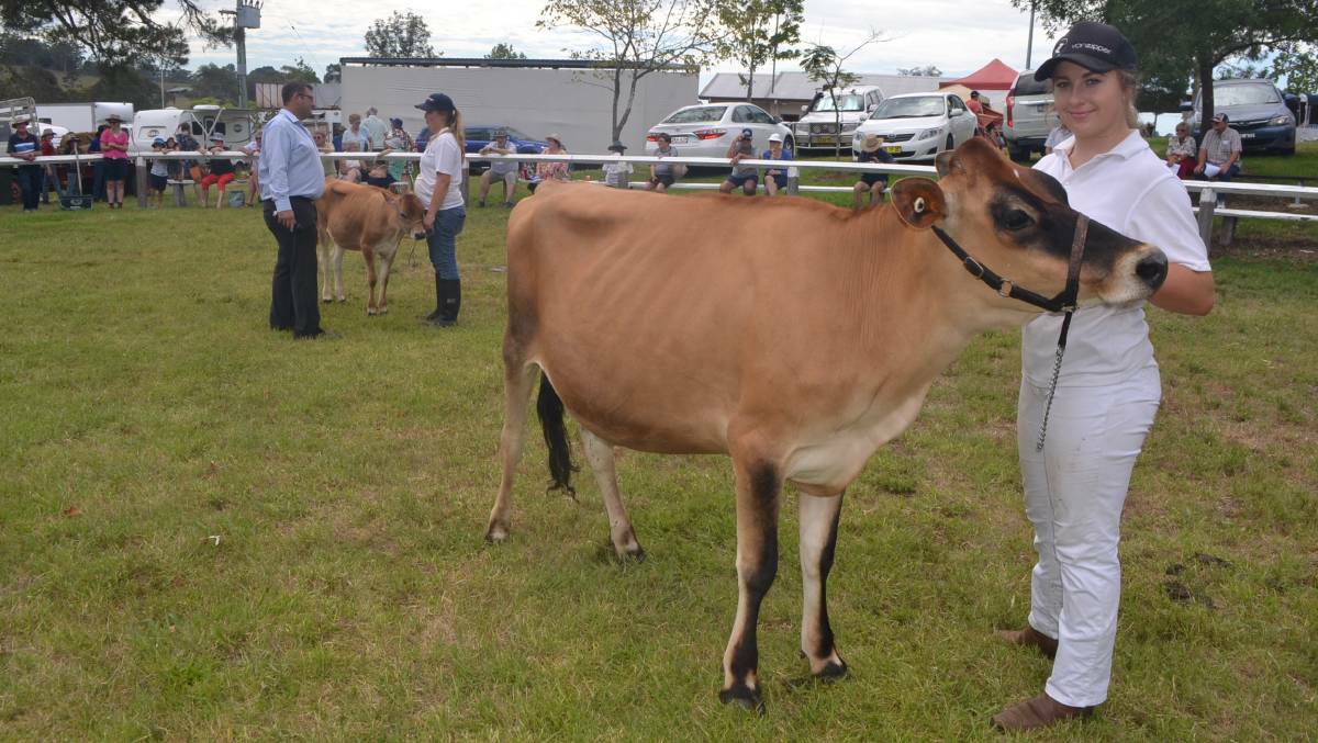 Narooma High School ag student Tailem Brown showing off Melba, Jersey Junior Champion, at this year's Cobargo Show.