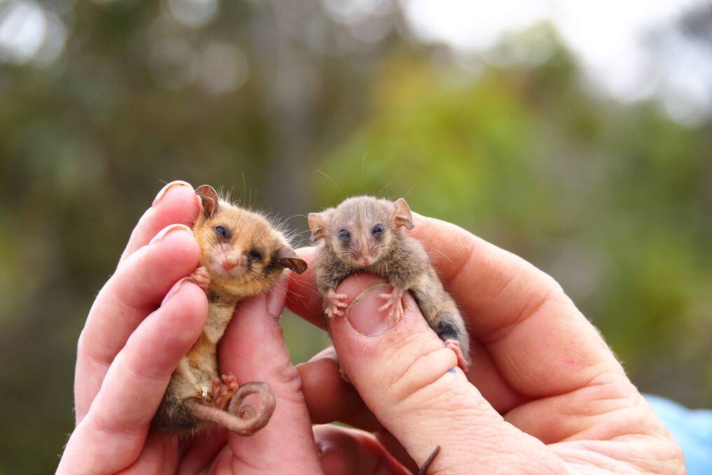 SIDE-BY-SIDE: A western pygmy-possum on the left and a much rare little pygmy-possum on the right. Photo Ashlee Benc from KI Land for Wildlife.