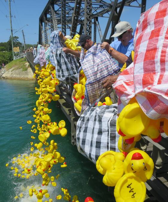 One thousand ducks dived off Narooma Bridge on Australia Day 2017. 