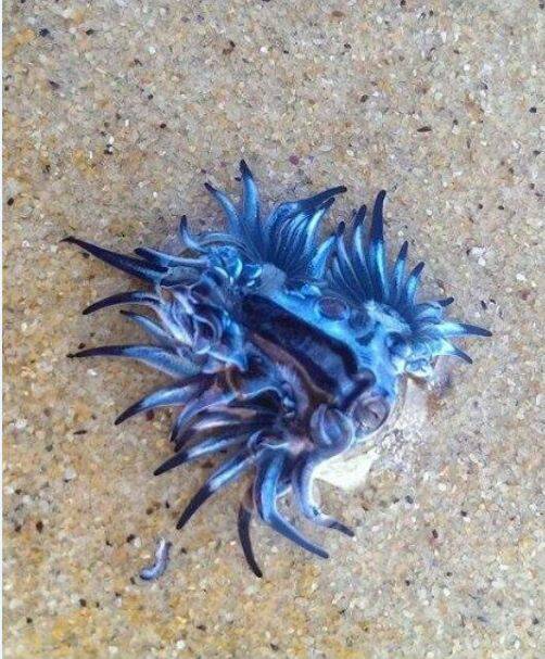 Another of the beautiful but poisonous blue dragon sea slugs found on Narooma Surf Beach. 