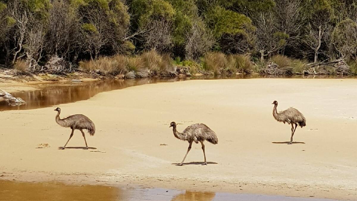 Photos of the emus posted by you