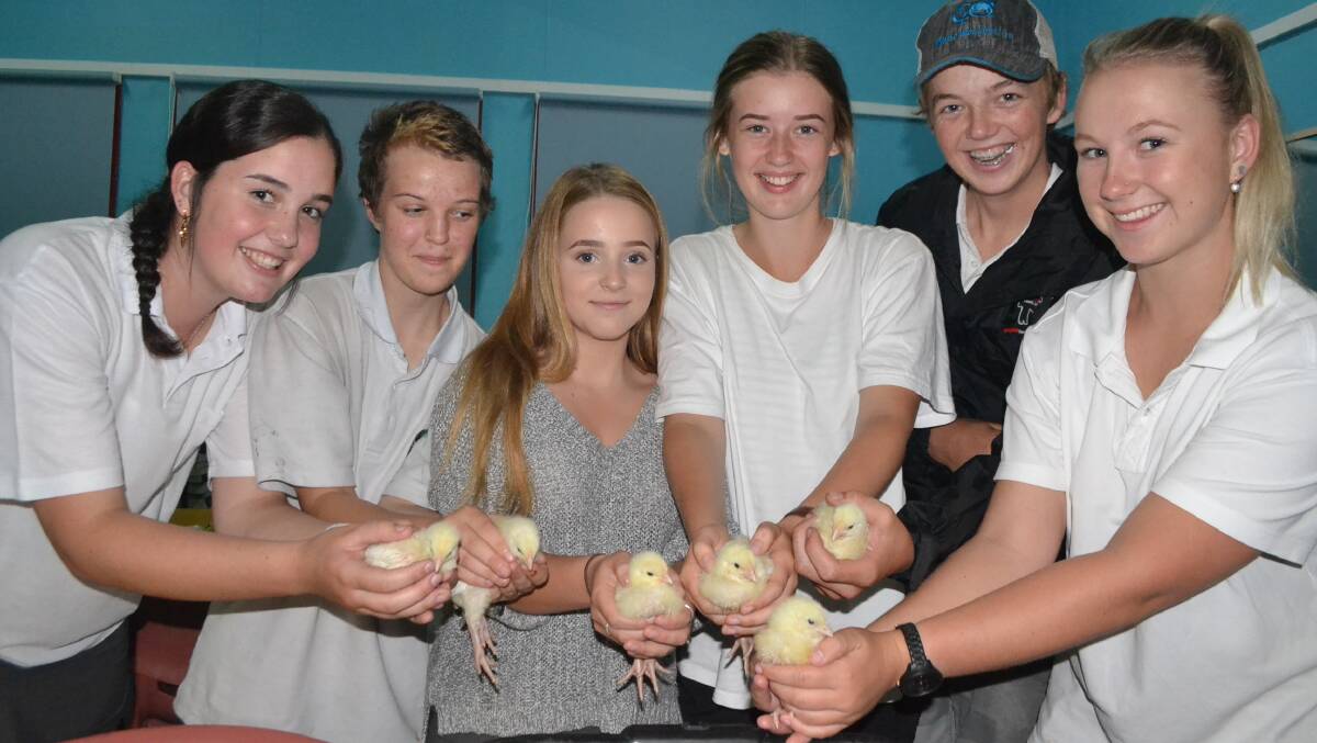 Photos of the NHS ag students with chicks and cattle 