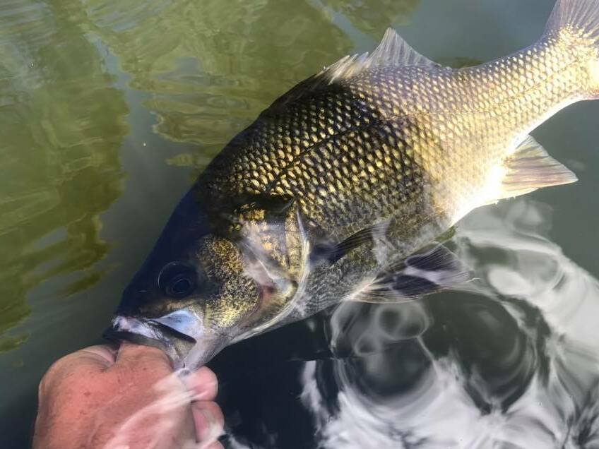Fish NSW on Instagram: Gez there is some slob jewfish being