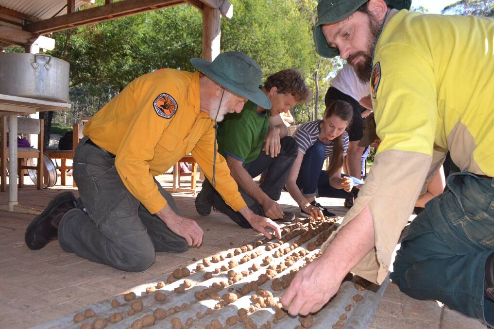 Photos of the volunteers making bush regeneration seed balls