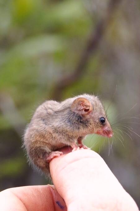 Little pygmy possum. Photo Ashlee Benc from KI Land for Wildlife.