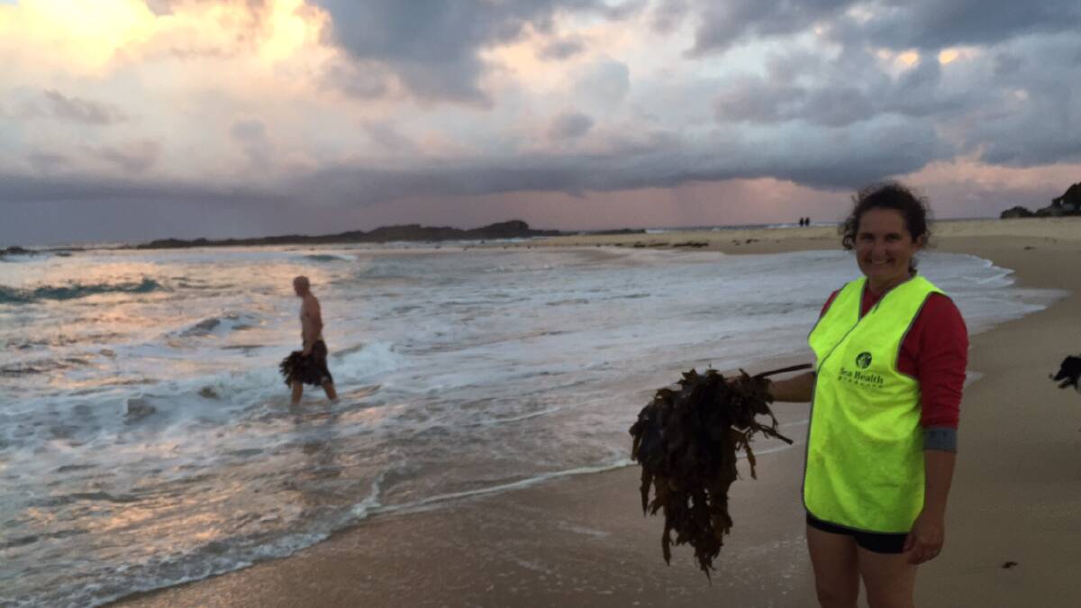 Photos of a kelp harvest at Mystery Bay and the "old" kelp lady