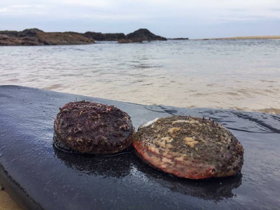 LEGAL HARVEST: Legally harvested abalone taken south of Narooma yesterday evening. The recreational bag limit is two abalone of 11.7cm.  