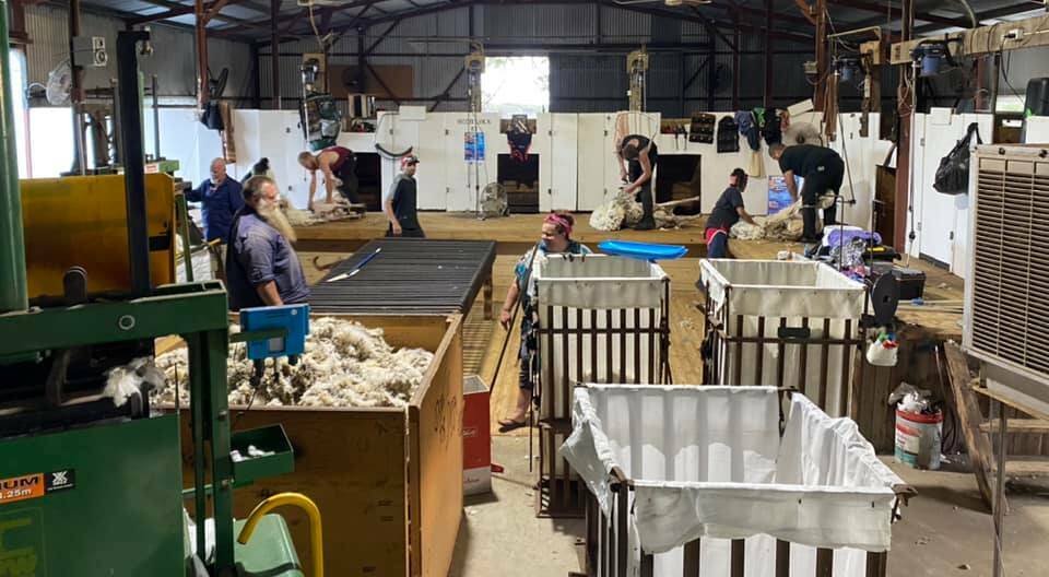The shearing shed at Redbanks on Kangaroo Island was a hive of activity for 24 hours. 