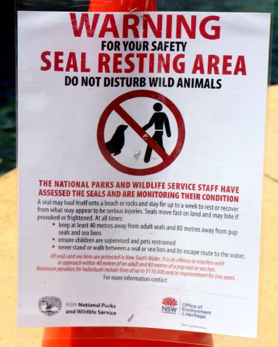Please, please don’t feed or mess with seals