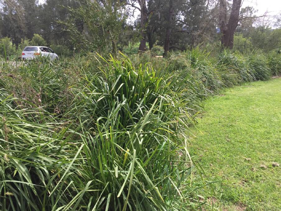 Mowed lawn being replaced with bushland at Bermagui