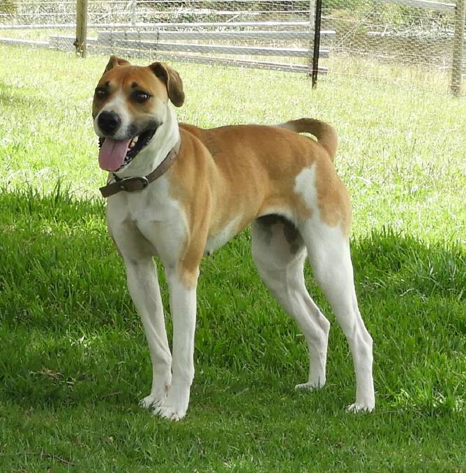 Willow is a very sweet-looking and sweet natured two-year-old, medium-sized mixed breed. 