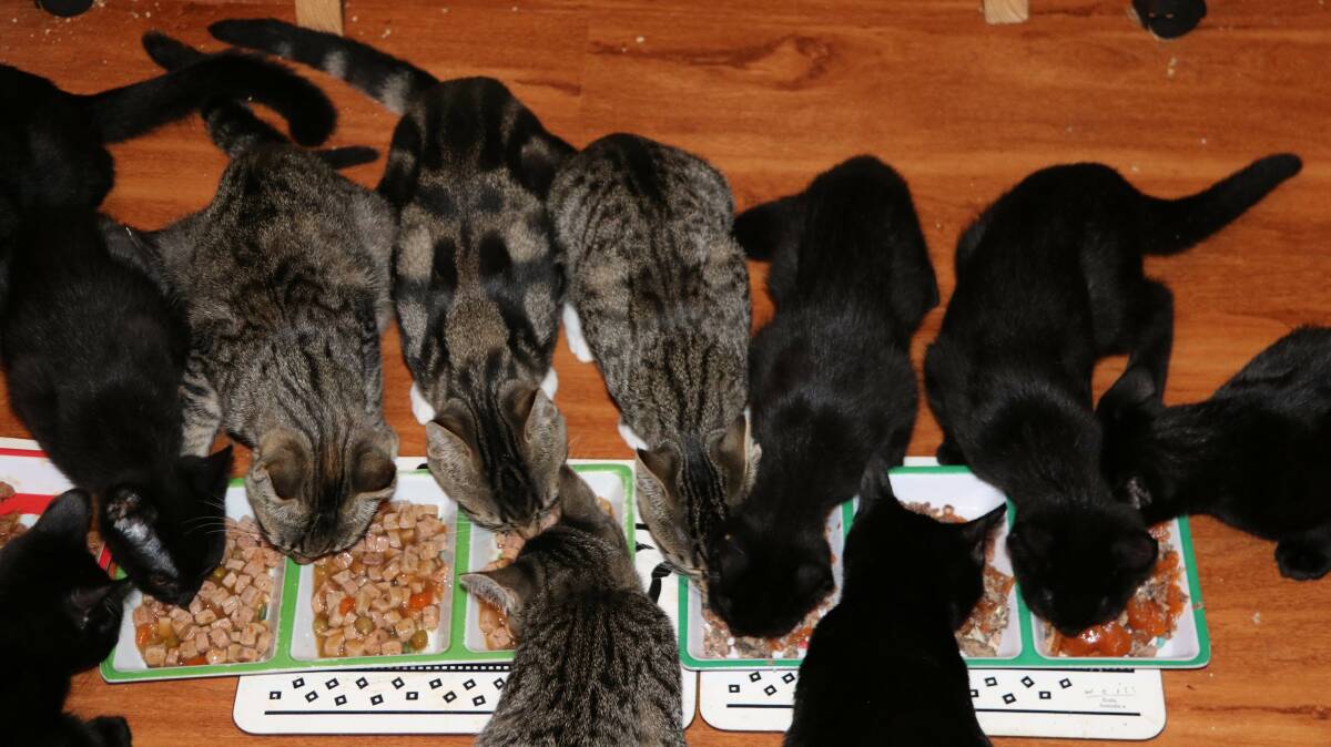 Dinner time at the AWL Eurobodalla kitten carer's house - so many hungry mouths!