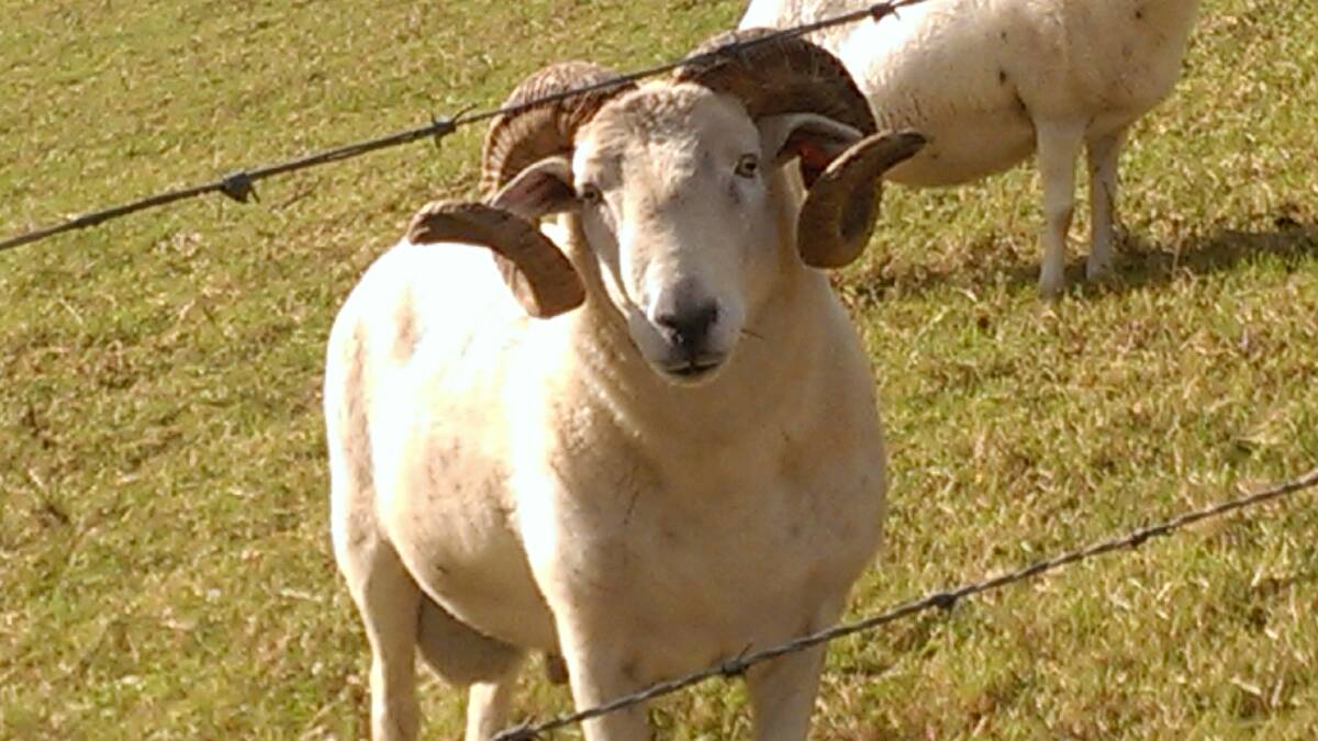 DOG VICTIMS: The 100kg Wiltshire horn ram named “Rambeau” and an elderly ewe were killed on a property on the end of Riverview Road, North Narooma. 