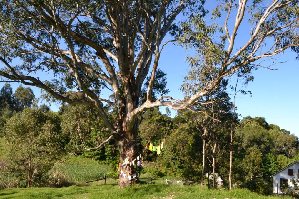 The very large red gum tree was standing in the way of a new car park at Central Tilba with the community divided as to whether it should go. The council says it can now save the tree and build the car park.  
