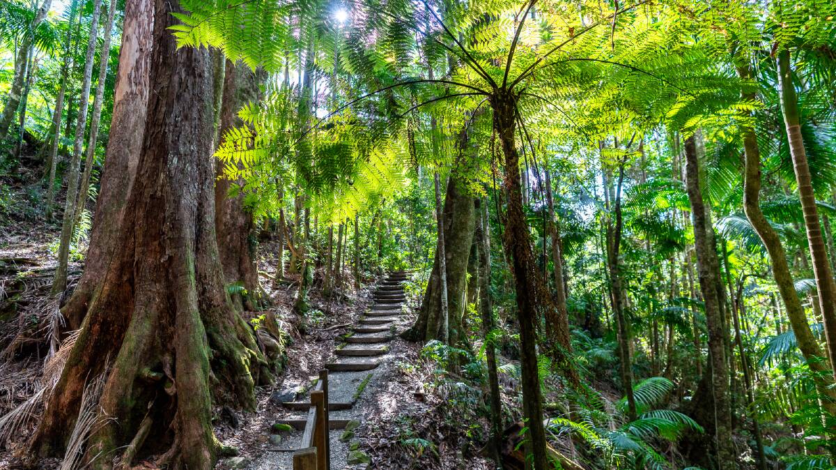 Wollumbin National Park. Picture by Michael Turtle Wollumbin National Park. Picture by Michael Turtle
