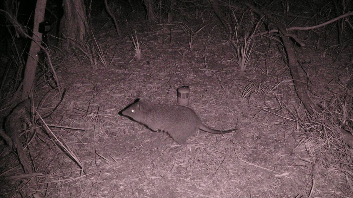 A long-nosed potoroo is detected by an infra-red camera. Picture: Dr Andrew Claridge