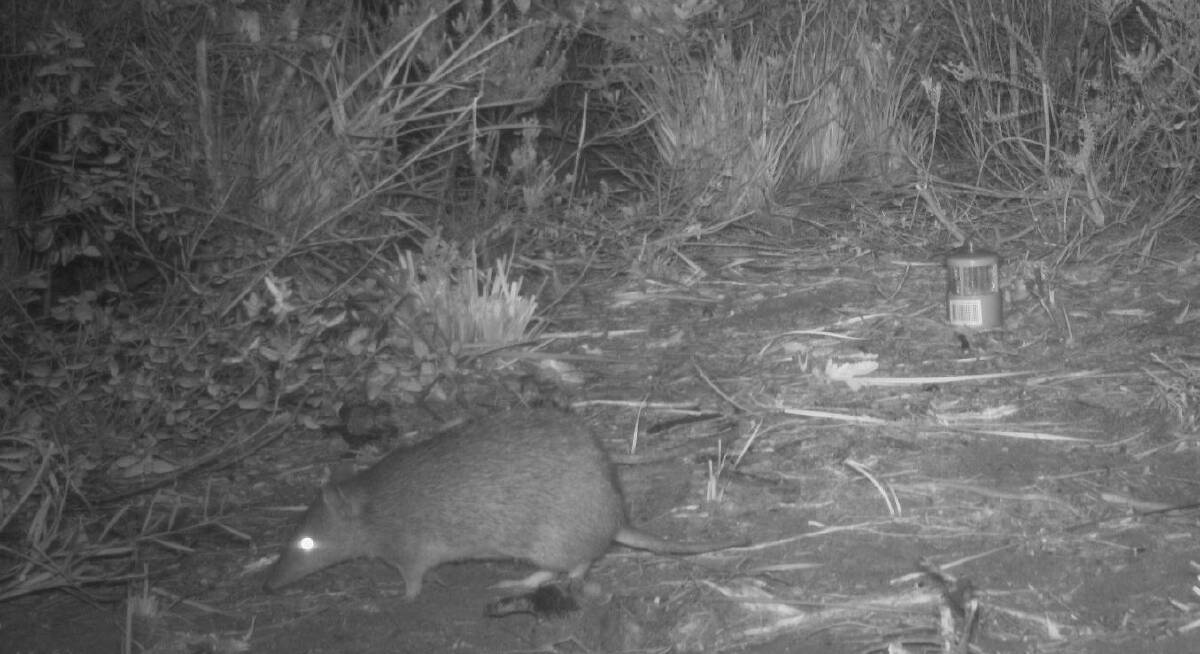 An endangered southern brown bandicoot makes an appearance for the camera. Picture: Dr Andrew Claridge