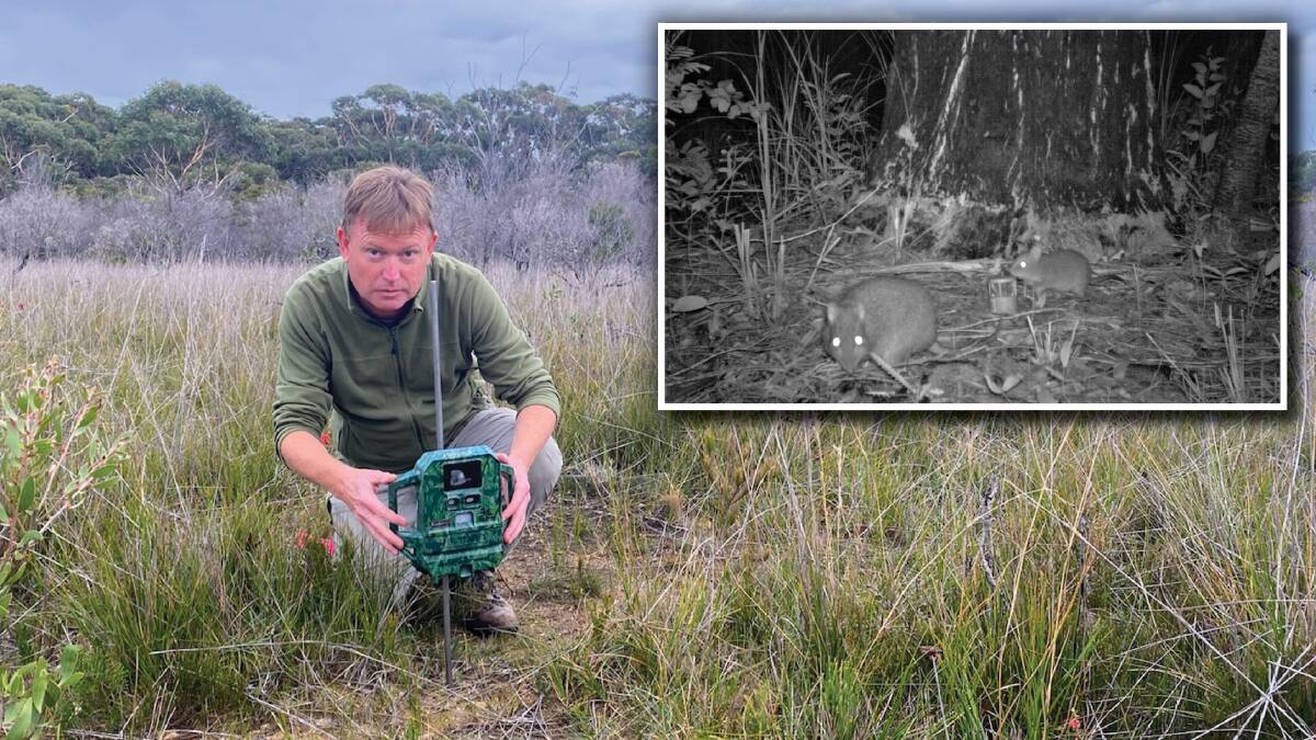 Dr Andrew Claridge sets up a wildlife camera in the field to capture images like this one (inset) of a long-nosed potoroo with a juvenile at foot. Picture: Ben Abernethy NPWS, Dr Andrew Claridge