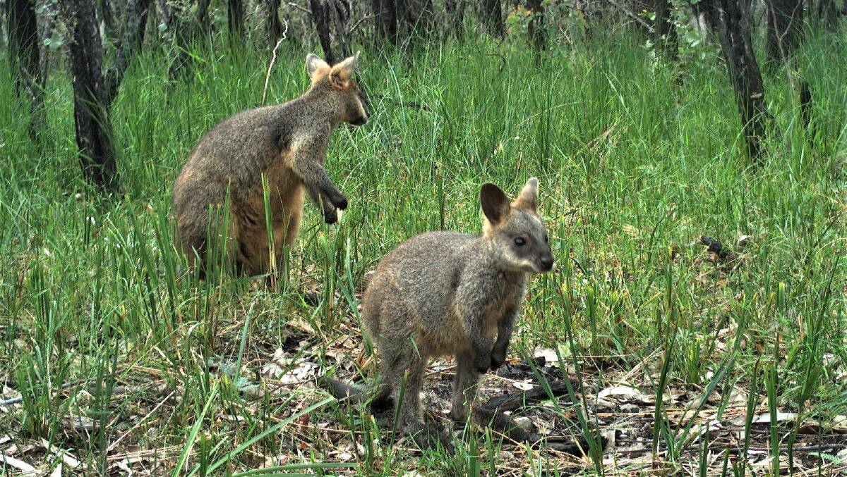 Swamp wallabies exploring the post-fire forest. Picture: Dr Andrew Claridge