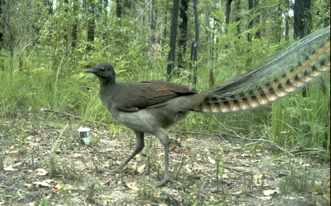 Bandicoots and potoroos aren't the only native species bouncing back on the far south coast, so too are lyrebirds. Picture: Dr Andrew Claridge
