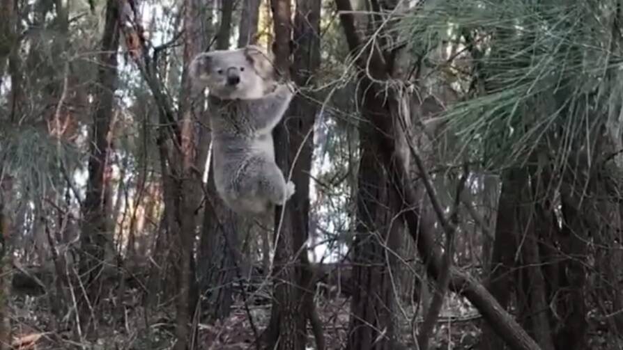 The koala scampered up an embankment before climbing a small way up a nearby tree. Picture: Michael Clarke
